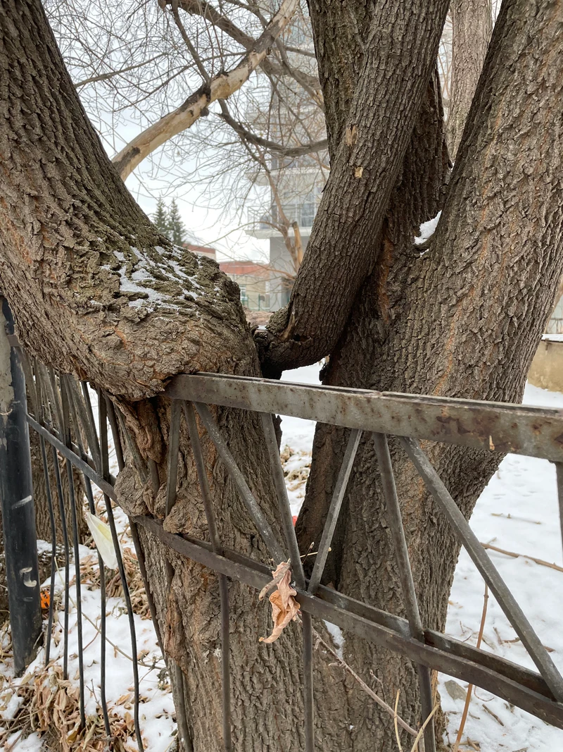 Tree growing around metal fence bars
